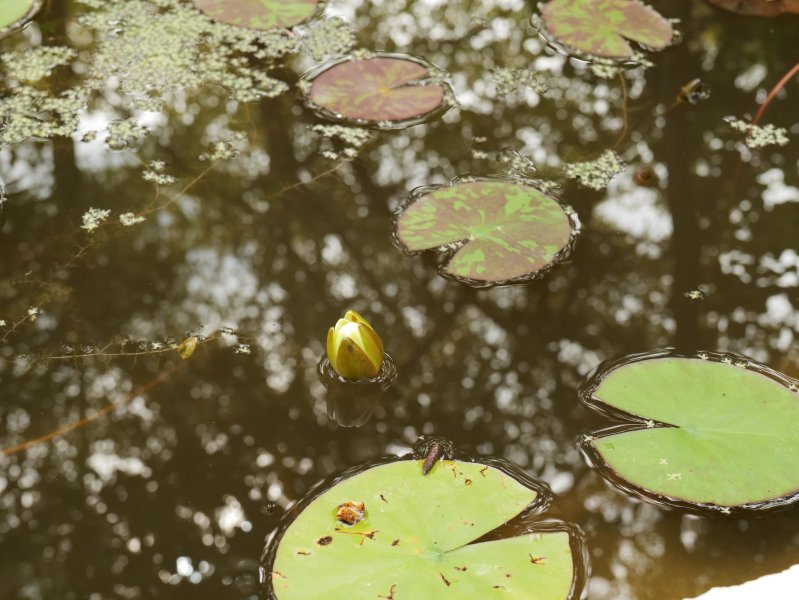 Naissance d'une fleur de Nénuphar dans la mare. LISE JALOUX